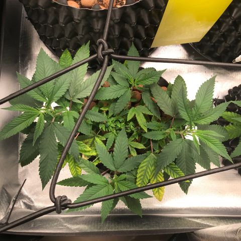 Amnesia Haze growlog timeline photo