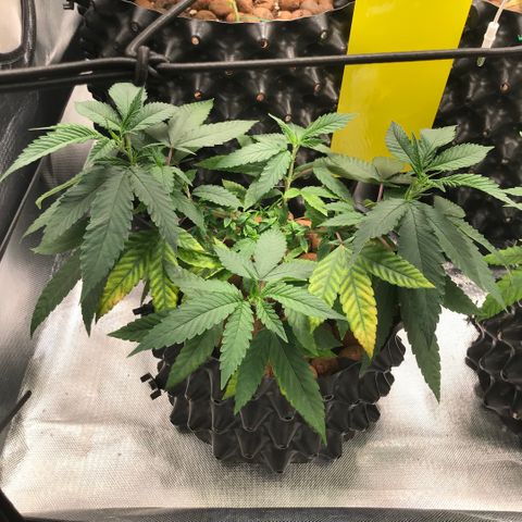 Amnesia Haze growlog timeline photo
