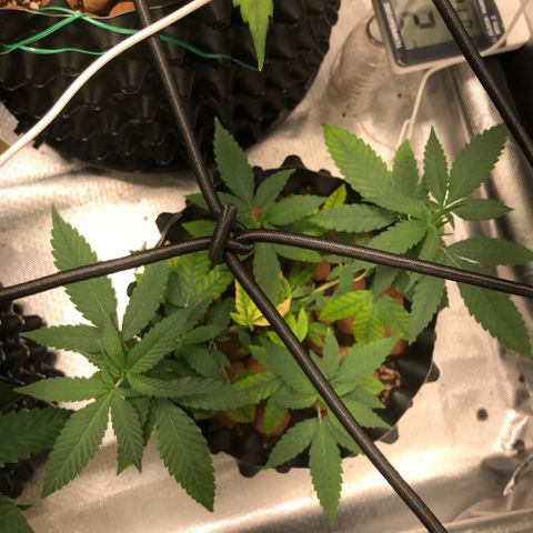 Cheese growlog timeline photo