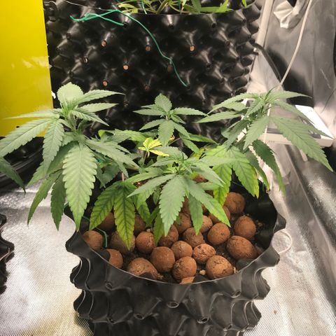 Cheese growlog timeline photo
