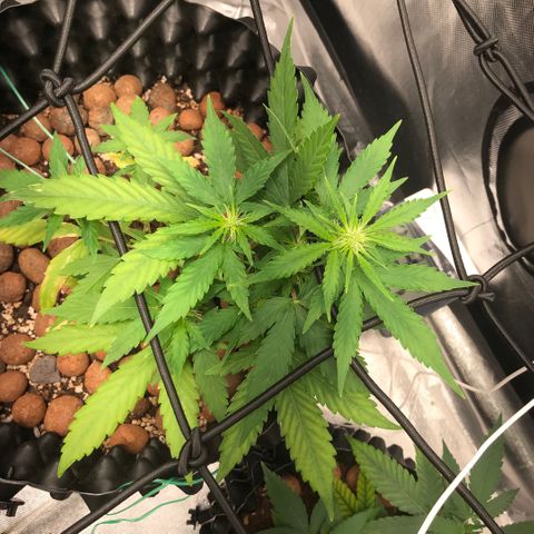 Zkittlez Express growlog timeline photo