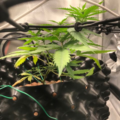 Zkittlez Express growlog timeline photo