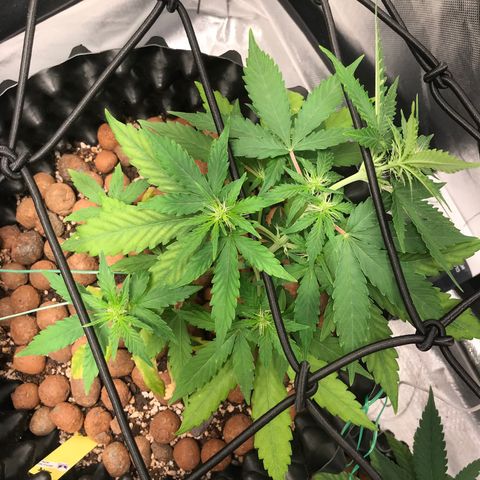 Zkittlez Express growlog photo: Feito ajuste de Scrog