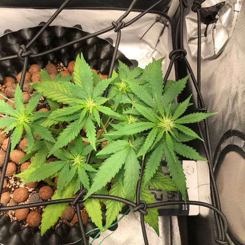 Zkittlez Express growlog timeline photo