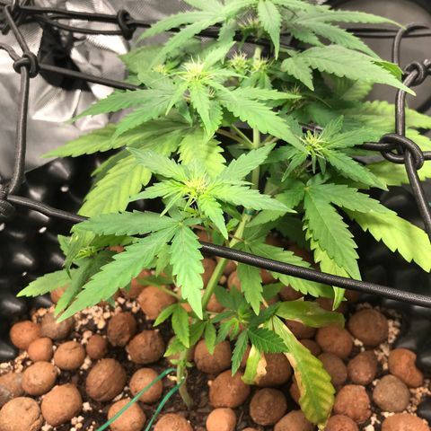 Zkittlez Express growlog timeline photo