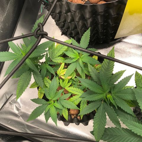 Cheese growlog timeline photo