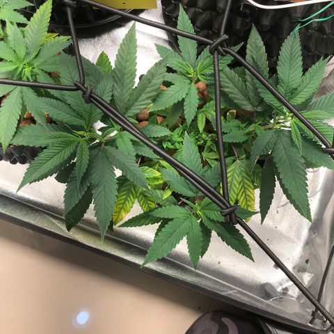 Amnesia Haze growlog timeline photo