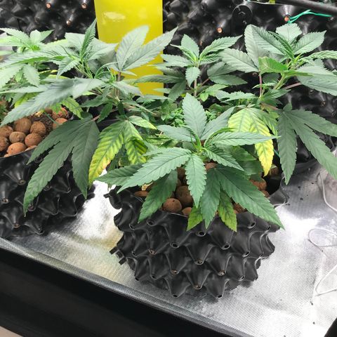 Amnesia Haze growlog timeline photo