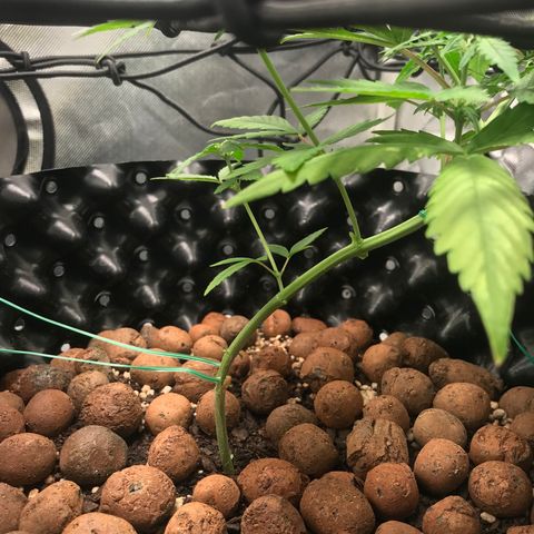 Zkittlez Express growlog timeline photo