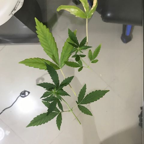 Zkittlez Express growlog timeline photo