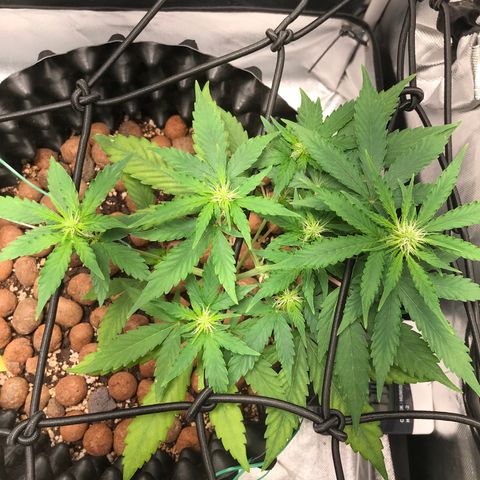 Zkittlez Express growlog timeline photo