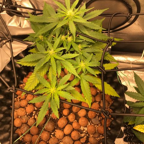 Zkittlez Express growlog timeline photo