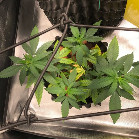 Cheese growlog timeline photo