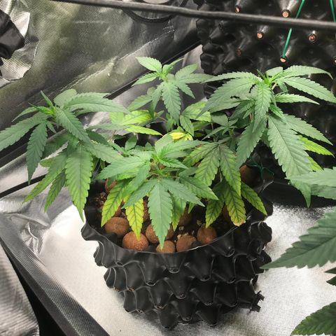 Cheese growlog timeline photo