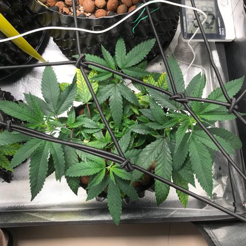 Amnesia Haze growlog timeline photo