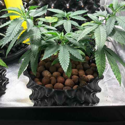 Amnesia Haze growlog timeline photo
