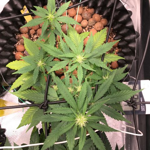 Zkittlez Express growlog timeline photo