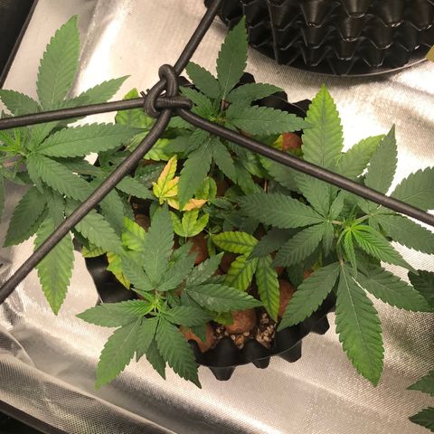 Cheese growlog timeline photo