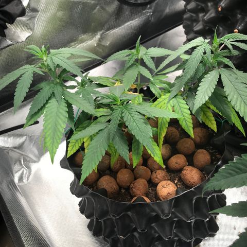 Cheese growlog timeline photo