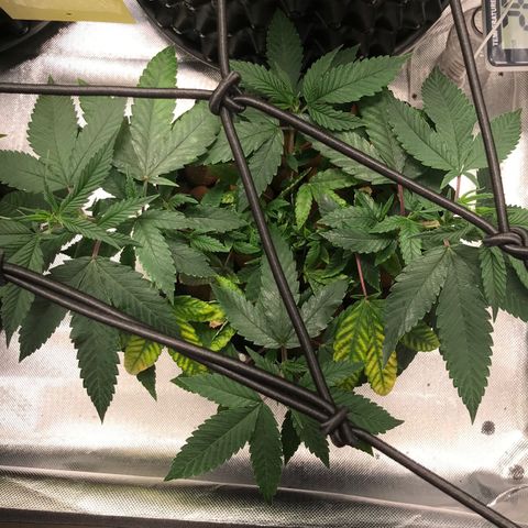 Amnesia Haze growlog timeline photo
