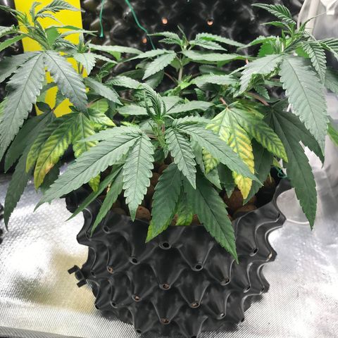 Amnesia Haze growlog timeline photo