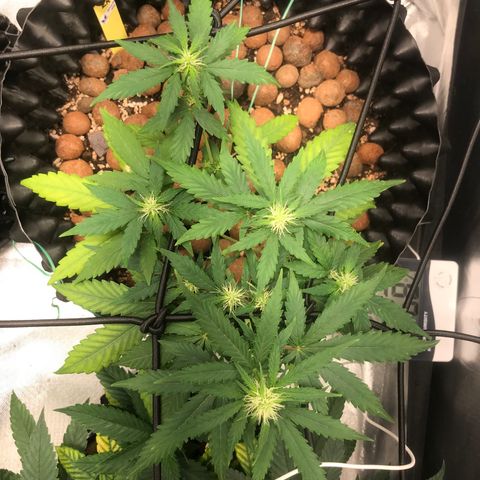 Zkittlez Express growlog timeline photo