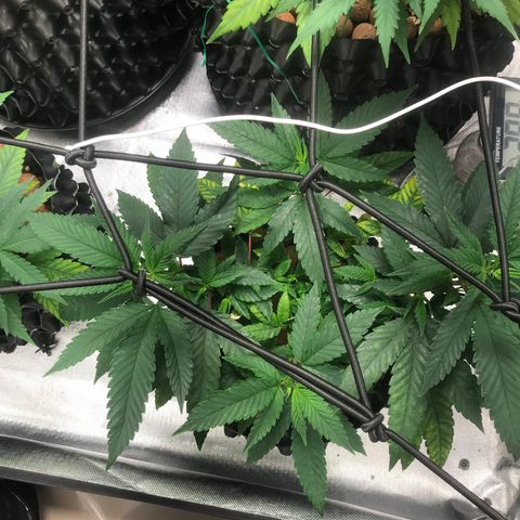 Amnesia Haze growlog timeline photo