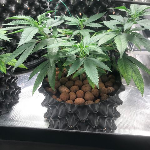 Amnesia Haze growlog timeline photo