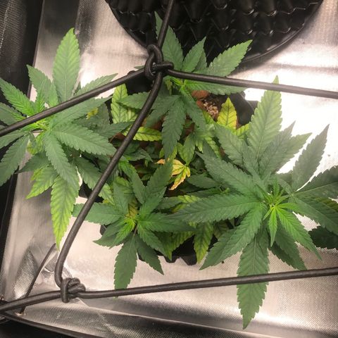 Cheese growlog timeline photo