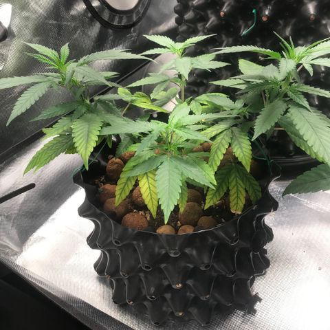 Cheese growlog timeline photo