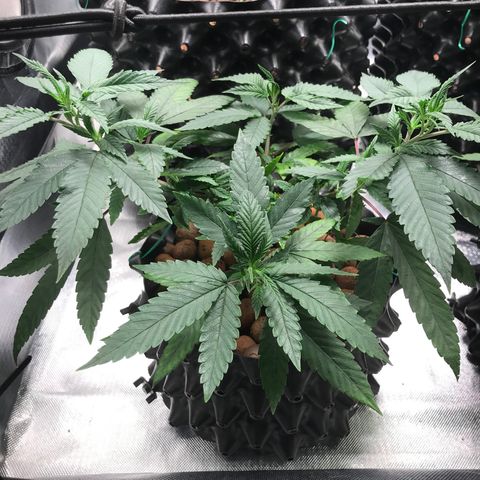 Amnesia Haze growlog photo: Com folhas deficientes removidas