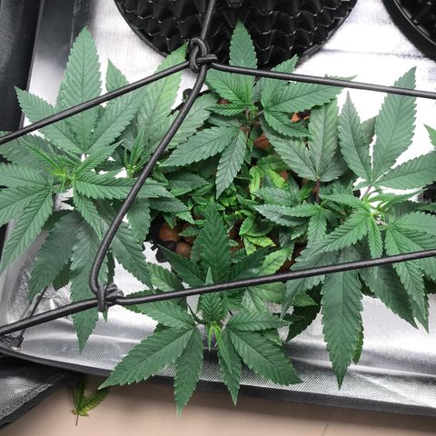 Amnesia Haze growlog photo: Com folhas deficientes removidas