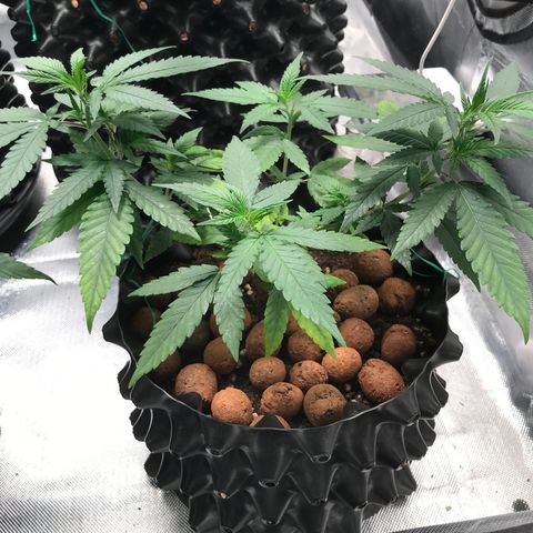 Cheese growlog photo: Com remoção de algumas folhas deficientes