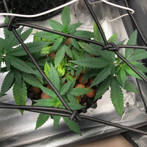 Cheese growlog photo: Com remoção de algumas folhas deficientes
