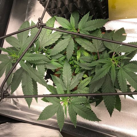 Amnesia Haze growlog timeline photo