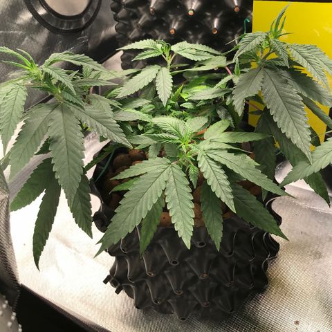 Amnesia Haze growlog timeline photo