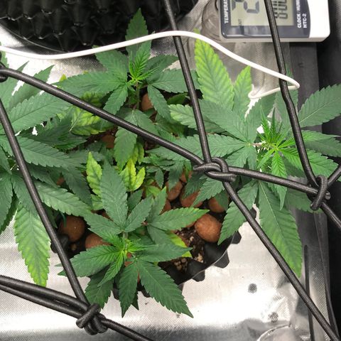 Cheese growlog timeline photo