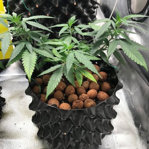 Cheese growlog timeline photo