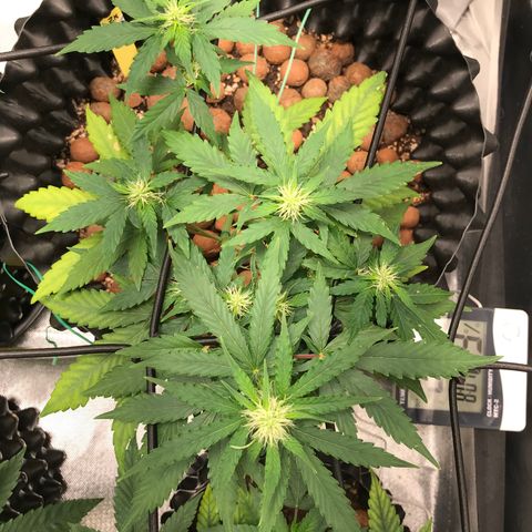 Zkittlez Express growlog timeline photo