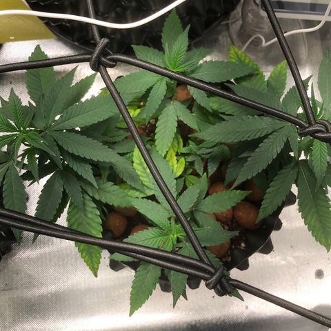 Cheese growlog timeline photo