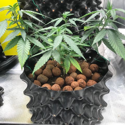 Cheese growlog timeline photo