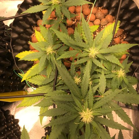 Zkittlez Express growlog timeline photo