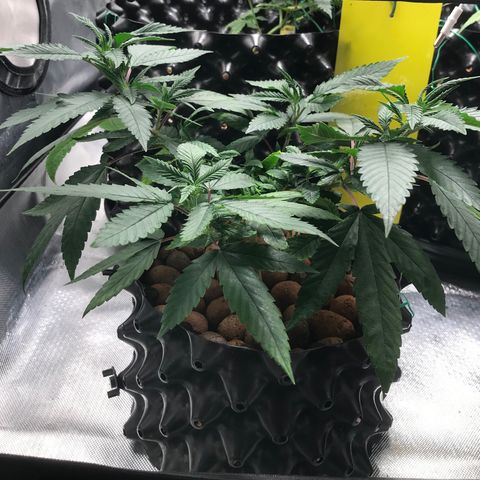 Amnesia Haze growlog timeline photo