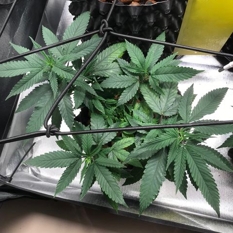 Amnesia Haze growlog timeline photo