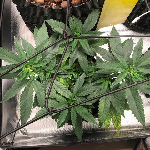 Amnesia Haze growlog timeline photo