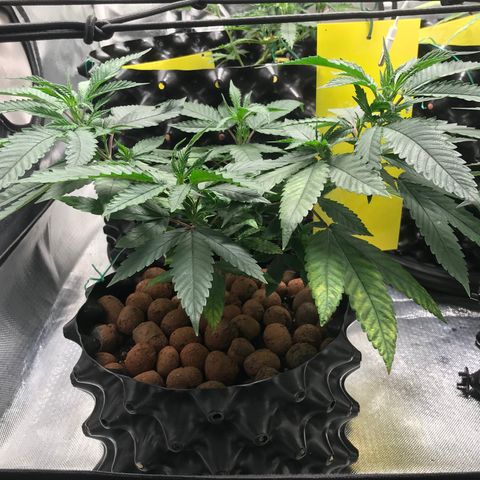 Amnesia Haze growlog timeline photo