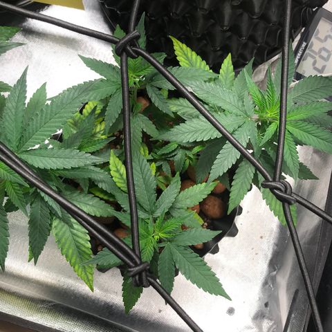 Cheese growlog timeline photo