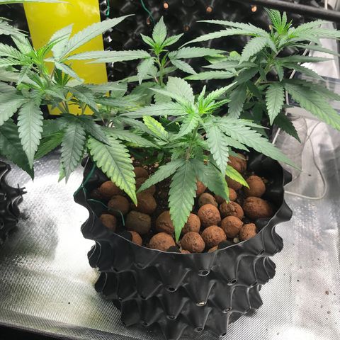 Cheese growlog timeline photo