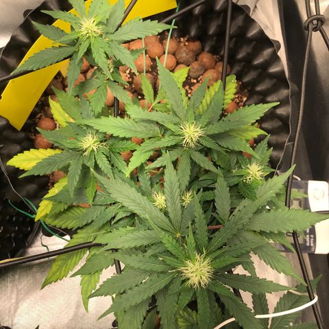 Zkittlez Express growlog timeline photo