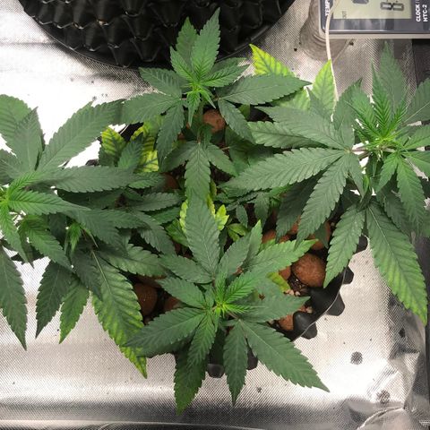 Cheese growlog timeline photo
